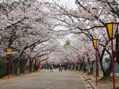 🌸 히오카야마 공원 이미지 2